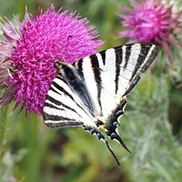 Iphiclides podalirius En la Guía-Naturaleza de RikenMon