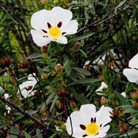 Cistus ladanifer su guida naturalistica di RikenMon