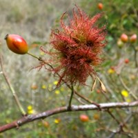 Diplolepis rosae En la Guía-Naturaleza de RikenMon