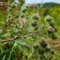 Arctium lappa En la Guía-Naturaleza de RikenMon