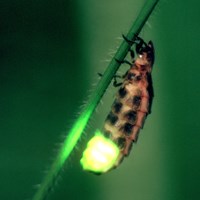 Lampyris noctiluca на Nature-Guide RikenMon в