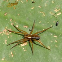 Dolomedes fimbriatus op RikenMon's Natuurgids