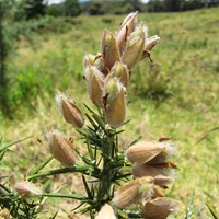 Ulex europaeus Sur le Nature-Guide de RikenMon