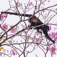 Alouatta palliata op RikenMon's Natuurgids