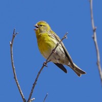 Serinus serinus Sur le Nature-Guide de RikenMon