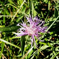 Centaurea scabiosa En la Guía-Naturaleza de RikenMon