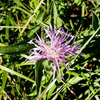 Centaurea scabiosa 在RikenMon的自然指南