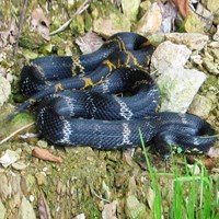 Elaphe schrenckii op RikenMon's Natuurgids