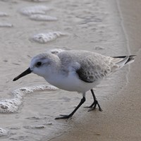 Calidris alba 在RikenMon的自然指南