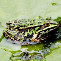 Pelophylax ridibundus su guida naturalistica di RikenMon