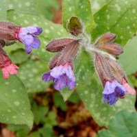 Pulmonaria officinalis on RikenMon's Nature-Guide