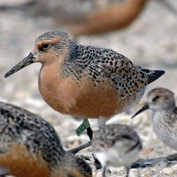 Calidris canutus su guida naturalistica di RikenMon