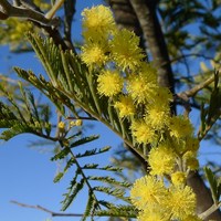 Acacia dealbata на Nature-Guide RikenMon в