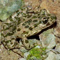 Pelodytes punctatus En la Guía-Naturaleza de RikenMon