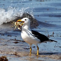 Larus fuscus op RikenMon's Natuurgids