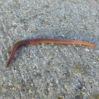 Lumbricus terrestris op RikenMon's Natuurgids