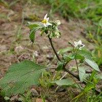 Solanum nigrum на Nature-Guide RikenMon в