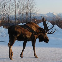 Alces alces op RikenMon's Natuurgids