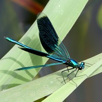 Calopteryx splendens En la Guía-Naturaleza de RikenMon