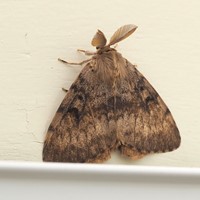 Lymantria dispar on RikenMon's Nature-Guide