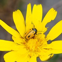 Cryptocephalus rugicollis op RikenMon's Natuurgids