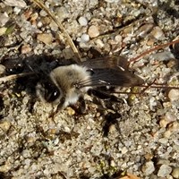 Andrena vaga En la Guía-Naturaleza de RikenMon