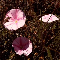 Convolvulus arvensis En la Guía-Naturaleza de RikenMon