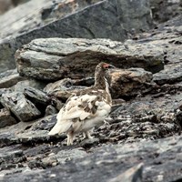 Lagopus mutus En la Guía-Naturaleza de RikenMon