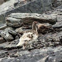 Lagopus mutus op RikenMon's Natuurgids