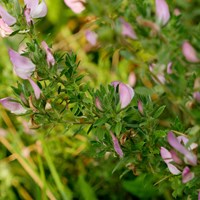 Ononis spinosa su guida naturalistica di RikenMon