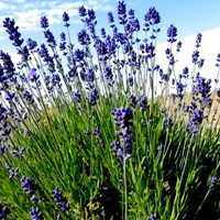 Lavandula angustifolia  Em Nature-Guide de RikenMon