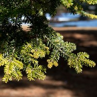 Abies Alba on RikenMon's Nature-Guide