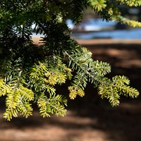 Abies Alba En la Guía-Naturaleza de RikenMon