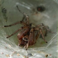 Agelena labyrinthica op RikenMon's Natuurgids