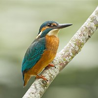 Alcedo atthis op RikenMon's Natuurgids