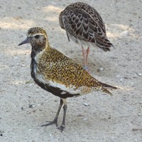 Pluvialis apricaria su guida naturalistica di RikenMon