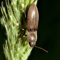 Agriotes lineatus on RikenMon's Nature-Guide