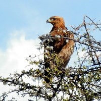 Aquila rapax Em Nature-Guide de RikenMon