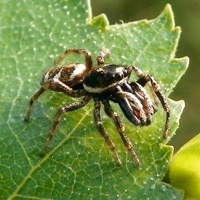 Salticus scenicus op RikenMon's Natuurgids