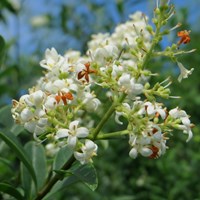 Ligustrum vulgare su guida naturalistica di RikenMon