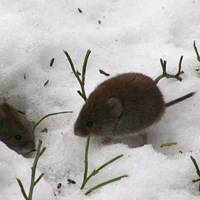 Microtus agrestis En la Guía-Naturaleza de RikenMon