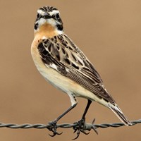 Saxicola rubetra Sur le Nature-Guide de RikenMon