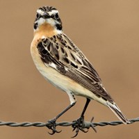 Saxicola rubetra En la Guía-Naturaleza de RikenMon