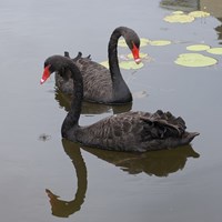 Cygnus atratus su guida naturalistica di RikenMon