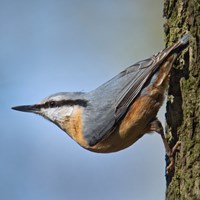 Sitta europaea En la Guía-Naturaleza de RikenMon