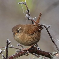 Troglodytes troglodytes на Nature-Guide RikenMon в