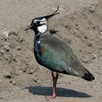 Vanellus vanellus En la Guía-Naturaleza de RikenMon