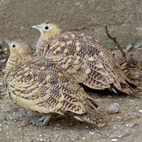 Coturnix coturnix Sur le Nature-Guide de RikenMon