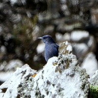 Monticola solitarius Sur le Nature-Guide de RikenMon