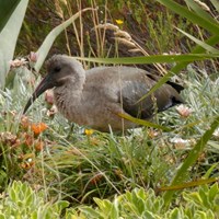 Bostrychia hagedash En la Guía-Naturaleza de RikenMon